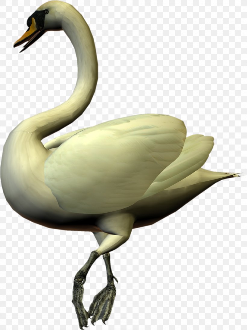Cygnini Duck Goose Feather Beak, PNG, 897x1200px, Cygnini, Beak, Bird, Duck, Ducks Geese And Swans Download Free