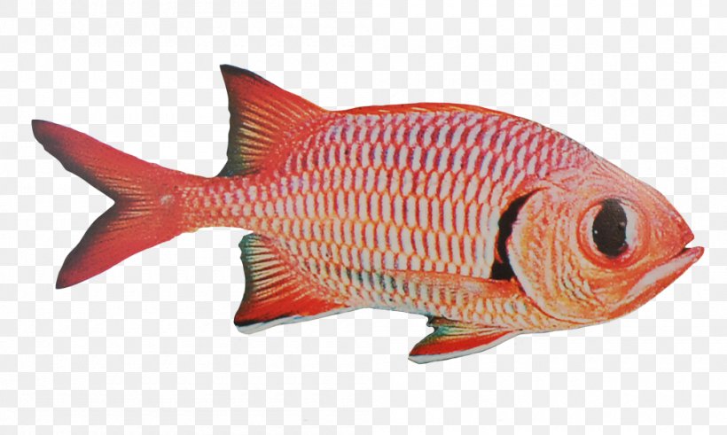 Fish Products Northern Red Snapper Seafood Fishing, PNG, 1000x600px, Fish, Animal, Animal Figure, Animal Source Foods, Coral Reef Fish Download Free