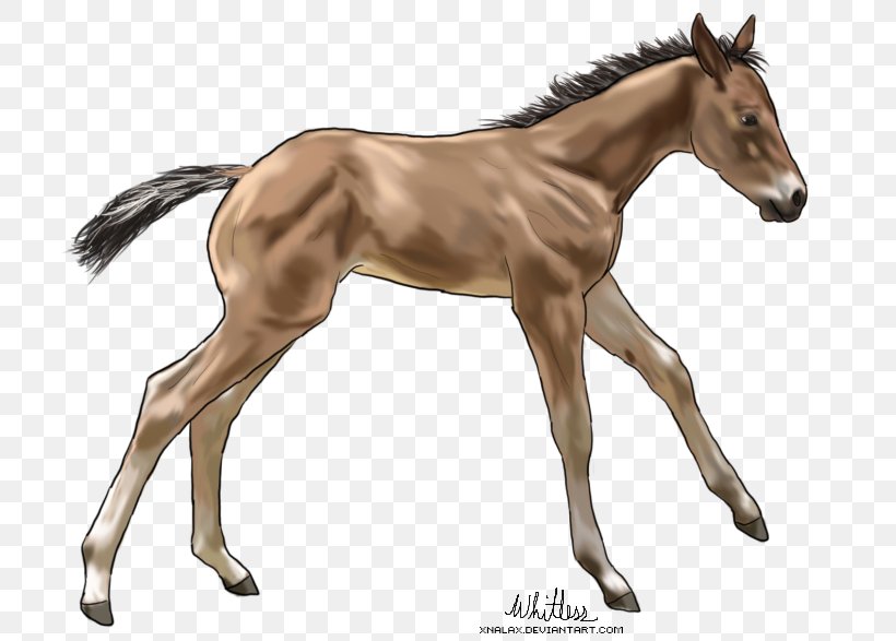 Foal Mare Mustang Colt Stallion, PNG, 788x587px, Foal, Animal, Animal Figure, Colt, Deviantart Download Free