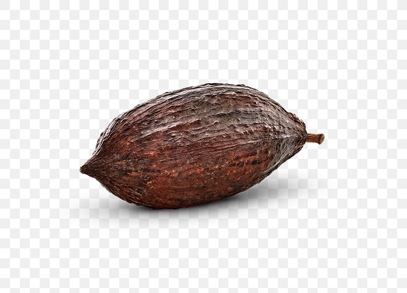 Cocoa Bean Commodity Cacao Tree, PNG, 590x590px, Cocoa Bean, Cacao Tree, Commodity, Ingredient, Nut Download Free