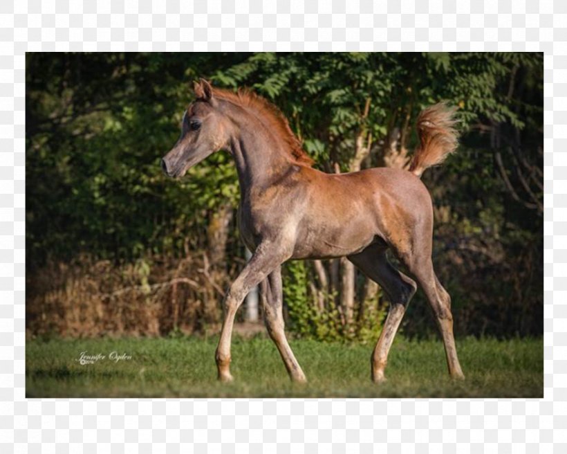 Mare Foal Stallion Mustang Colt, PNG, 875x700px, Mare, Animal, Colt, Fauna, Foal Download Free