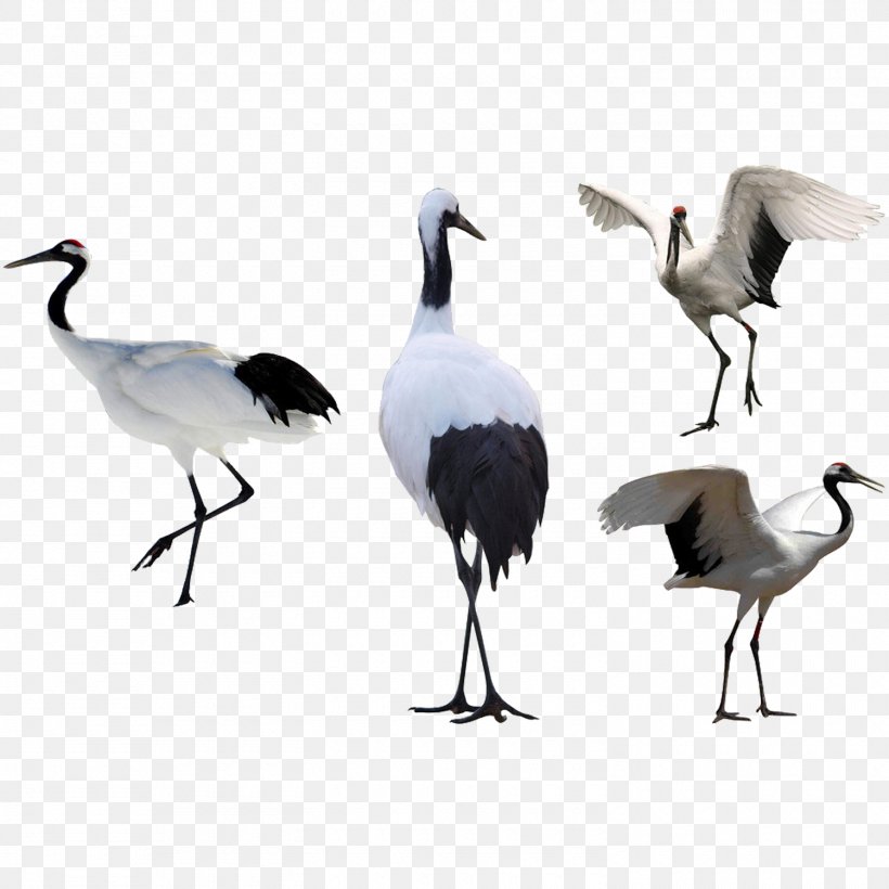 Red-crowned Crane Download Siberian Crane, PNG, 1500x1500px, Crane, Animal, Beak, Bird, Chengyu Download Free