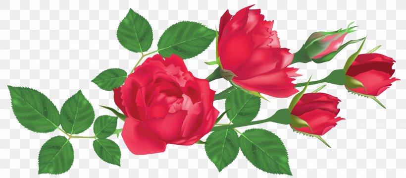 Rose Royalty-free Clip Art, PNG, 3000x1317px, Rose, Annual Plant, China Rose, Cut Flowers, Drawing Download Free