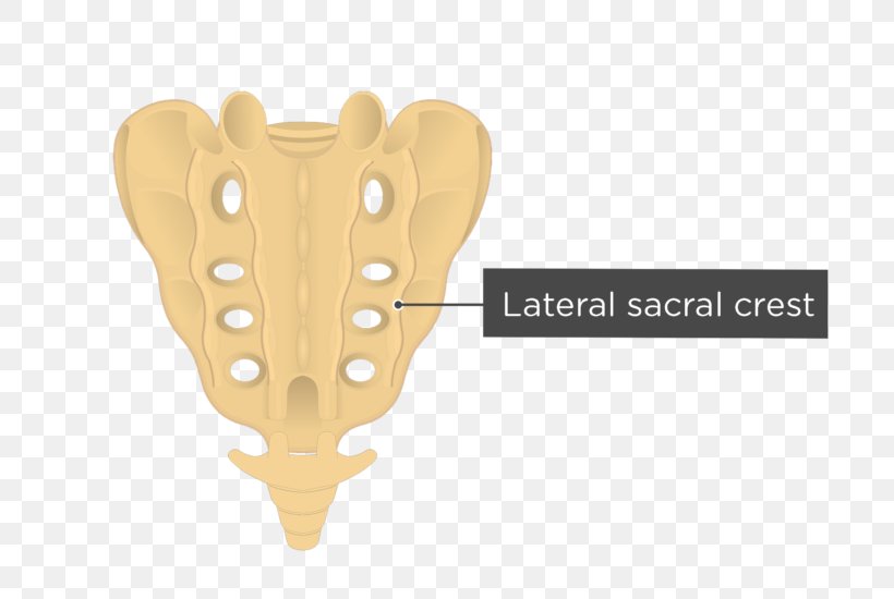 Sacrum Median Sacral Crest Median Sacral Artery Lateral Sacral Crest Vertebral Column, PNG, 745x550px, Sacrum, Anatomy, Bone, Coccyx, Human Skeleton Download Free