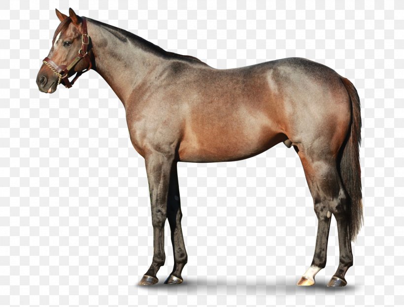 Stallion Mustang Moyle Horse Pony Narragansett Pacer, PNG, 1800x1371px, Stallion, American Quarter Horse, Breed, Bridle, Colt Download Free