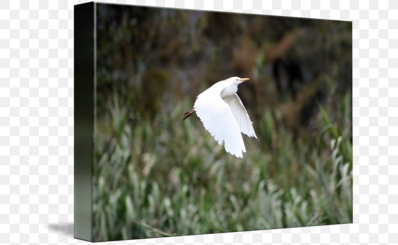 Stock Photography Cattle Egret, PNG, 650x504px, Photography, Ardea, Beak, Bird, Cattle Egret Download Free