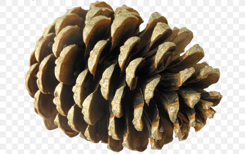 Conifer Cone Pine Spruce Child, PNG, 670x515px, Conifer Cone, Branch, Child, Digital Image, Fruit Download Free