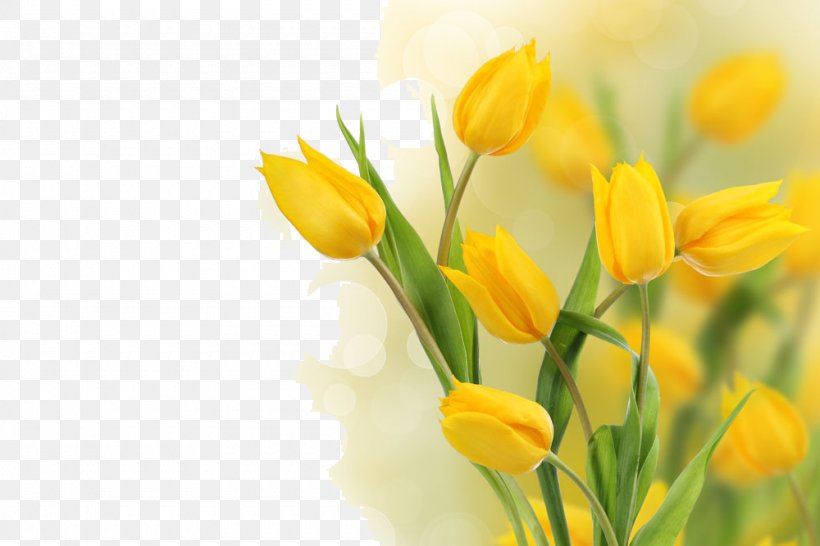 Flower Yellow Tulip Stock Photography Bulb, PNG, 1000x667px, Flower, Bulb, Floral Design, Flowering Plant, Lily Family Download Free