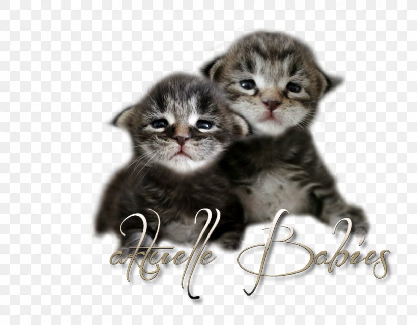 Kitten American Shorthair American Wirehair Domestic Short-haired Cat Whiskers, PNG, 960x749px, Kitten, American Shorthair, American Wirehair, Asia, Asian Download Free