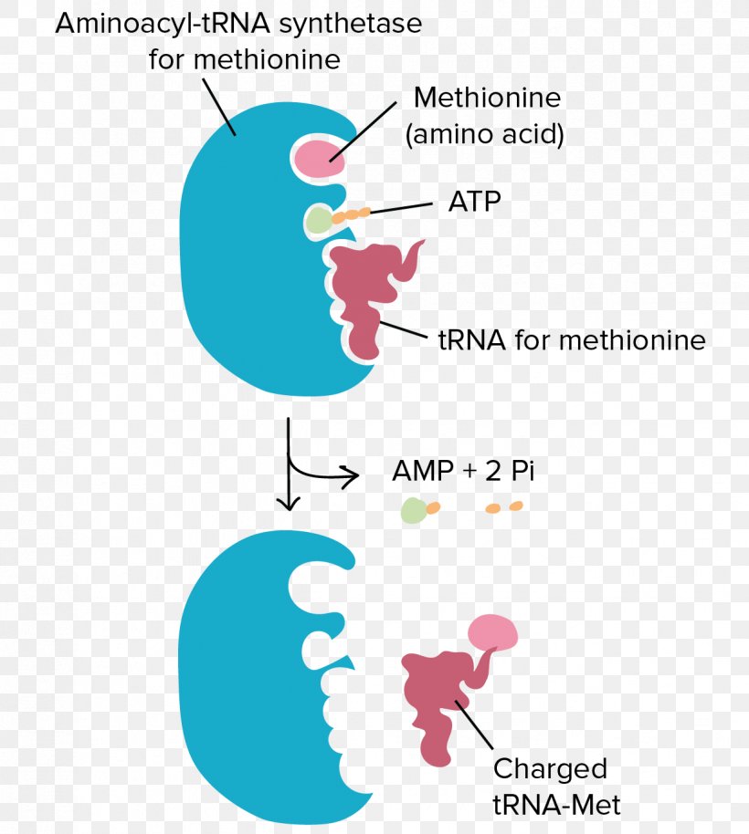 Transfer RNA Aminoacyl-tRNA Ribosome Translation Amino Acid, PNG, 1236x1378px, Transfer Rna, Amino Acid, Aminoacyl Trna Synthetase, Aminoacyltrna, Anticodon Download Free