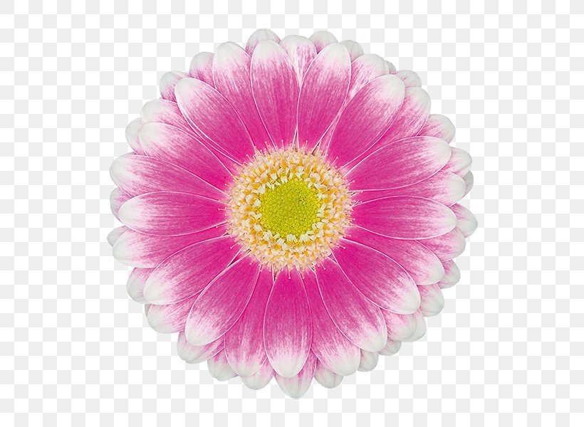 Transvaal Daisy Chrysanthemum Aster Cut Flowers Magenta, PNG, 600x600px, Transvaal Daisy, Annual Plant, Aster, Chrysanthemum, Chrysanths Download Free