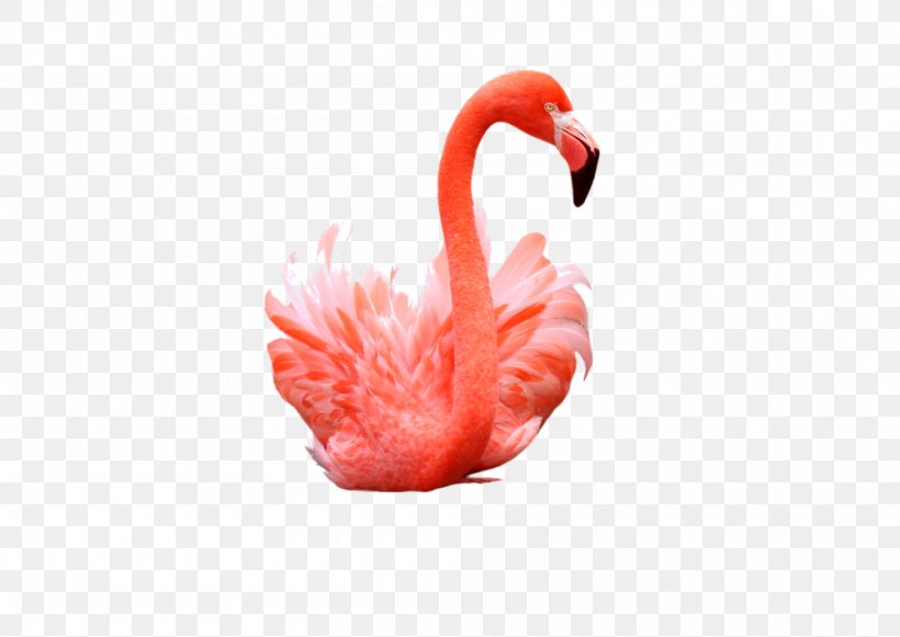 Flamingo Photography, PNG, 1000x709px, Flamingo, Beak, Bird, Cushion, Heart Download Free
