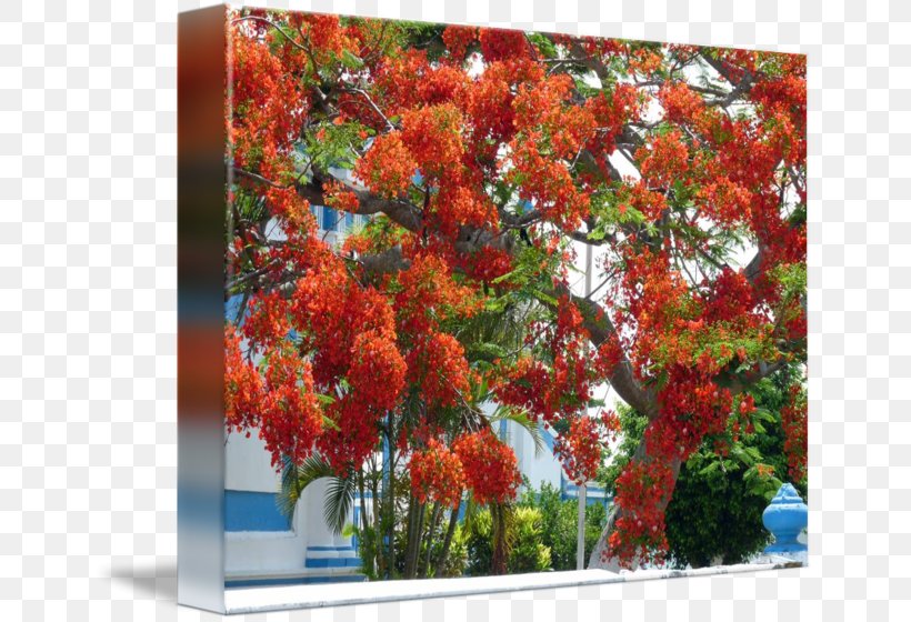 Royal Poinciana Art Imagekind Tree Painting, PNG, 650x560px, Royal Poinciana, Abstract Art, Art, Autumn, Bonsai Download Free
