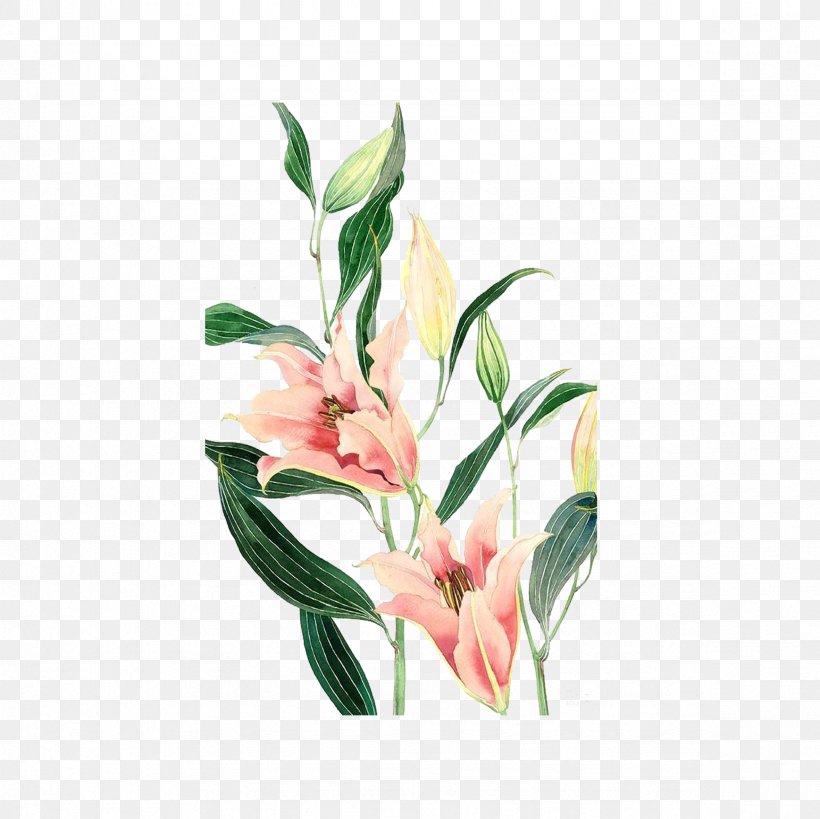Desktop Wallpaper Watercolor Painting Lilium Illustration, PNG, 2362x2362px, Watercolor Painting, Alstroemeriaceae, Book Illustration, Canna Family, Canna Lily Download Free