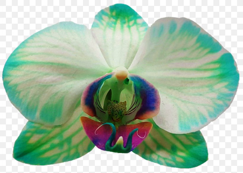 Moth Orchids Photography Petal Flower, PNG, 1024x730px, Moth Orchids, Blue, Botany, Deviantart, Digital Art Download Free