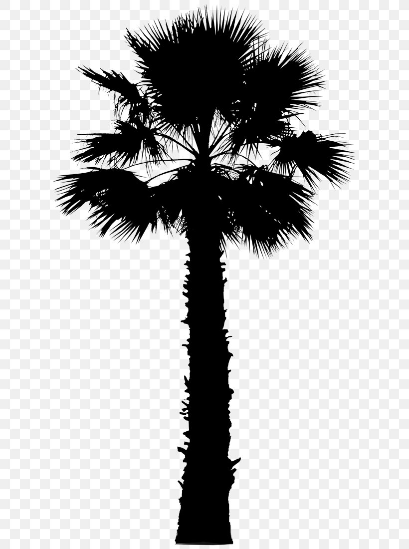 Asian Palmyra Palm Palm Trees Vector Graphics Image California Palm, PNG, 605x1100px, Asian Palmyra Palm, Arecales, Attalea Speciosa, Blackandwhite, Borassus Download Free