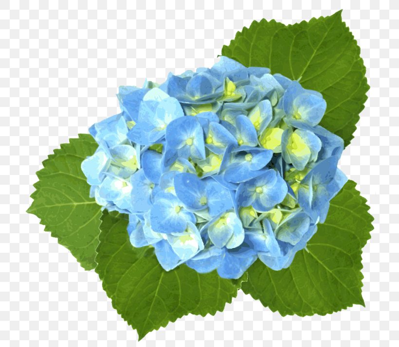 French Hydrangea Blue Clip Art, PNG, 750x714px, French Hydrangea, Blue, Color, Cornales, Flower Download Free