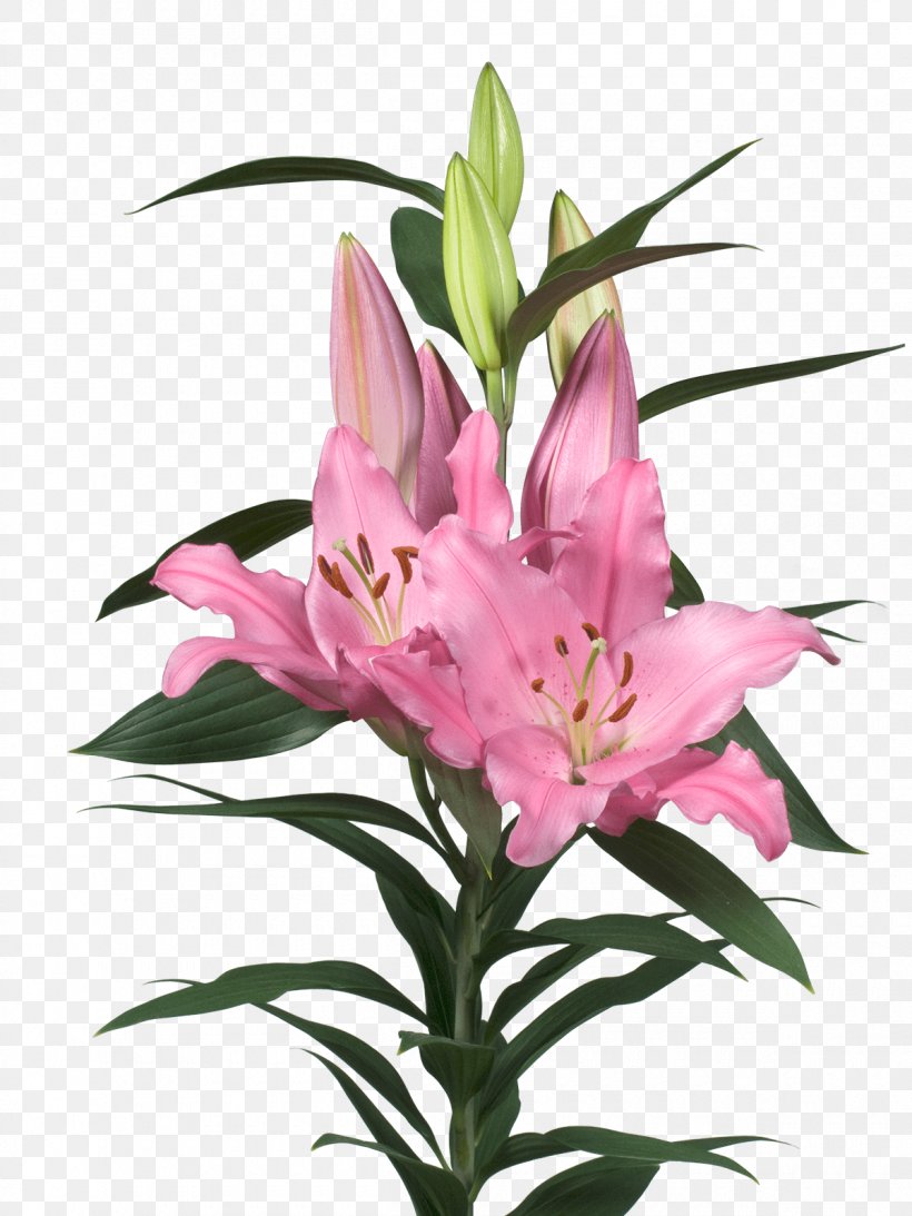 Lilium Lexus Cooperative Associate Floriculture, PNG, 1200x1600px, 2015, 2018, Lilium, April, Associate Download Free