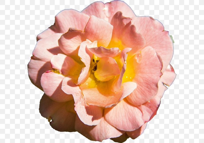 Centifolia Roses Garden Roses Rosaceae Flower Curtain, PNG, 600x577px, Centifolia Roses, Curtain, Cut Flowers, Douchegordijn, Floribunda Download Free