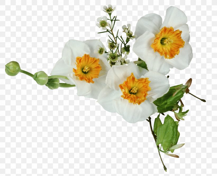 Clip Art, PNG, 3000x2445px, Raster Graphics, Computer Graphics, Cut Flowers, Daffodil, Digital Image Download Free