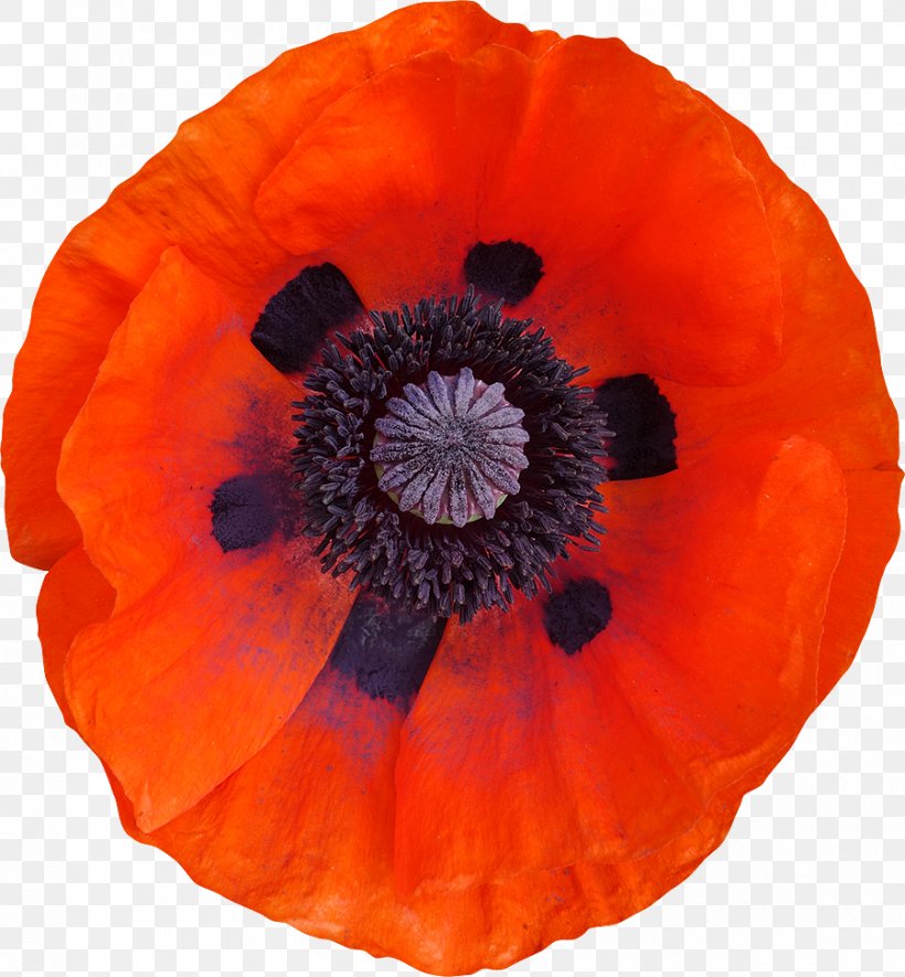 Common Poppy Clipping Path Photography, PNG, 900x972px, Poppy, Bmp File Format, Clipping Path, Common Poppy, Dots Per Inch Download Free