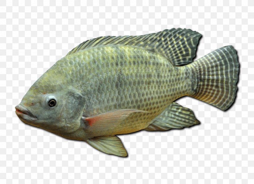 Nile Tilapia Mozambique Tilapia Oreochromis Aureus Nile Perch, PNG, 1600x1163px, Nile Tilapia, Barramundi, Basa, Bass, Bony Fish Download Free