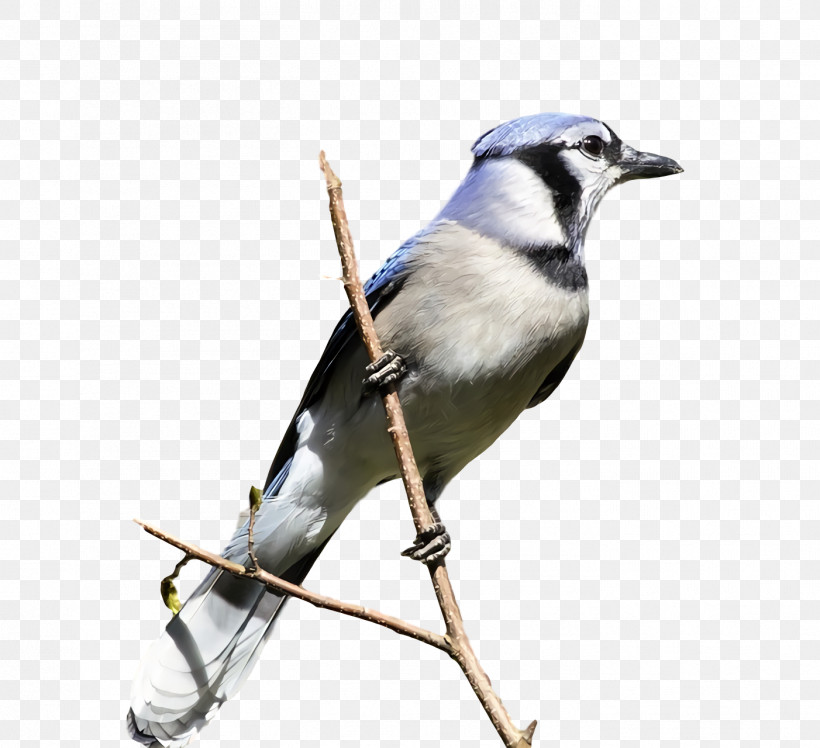 Feather, PNG, 1402x1280px, Blue Jay, Beak, Feather, Finches, Jmrhs Download Free