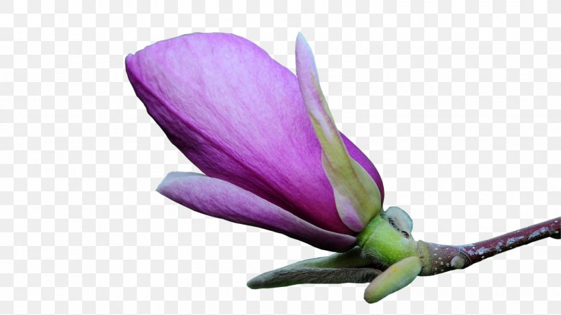 Flower Magnolia Bud Clip Art, PNG, 1600x900px, Flower, Animation, Bud, Flowering Plant, Herbaceous Plant Download Free