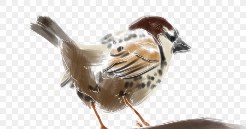 House Sparrow Spanish Sparrow Bird Beak Moineau, PNG, 1088x572px, House Sparrow, Atlantic Canary, Beak, Bird, Description Download Free