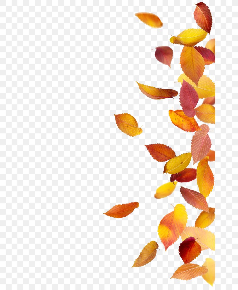 Autumn Leaf Color Stock Photography, PNG, 663x1000px, Leaf, Autumn, Autumn Leaf Color, Autumn Leaves, Deciduous Download Free