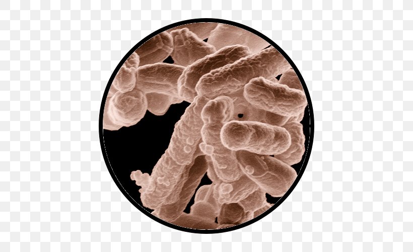 Bacteria Science Medicine Microbiology Microorganism, PNG, 500x500px, Bacteria, Antibiotics, Disease, E Coli, Information Download Free