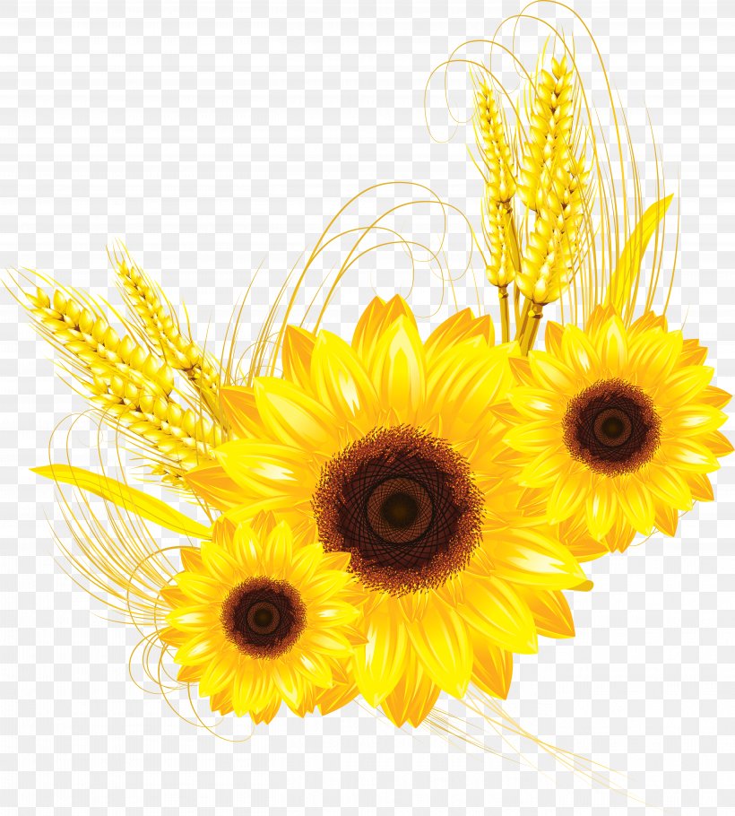 Clip Art, PNG, 5429x6027px, Royaltyfree, Commodity, Common Sunflower, Cut Flowers, Daisy Family Download Free