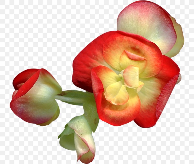 Cut Flowers Clip Art, PNG, 740x697px, Flower, Art, Begonia, Blog, Bud Download Free