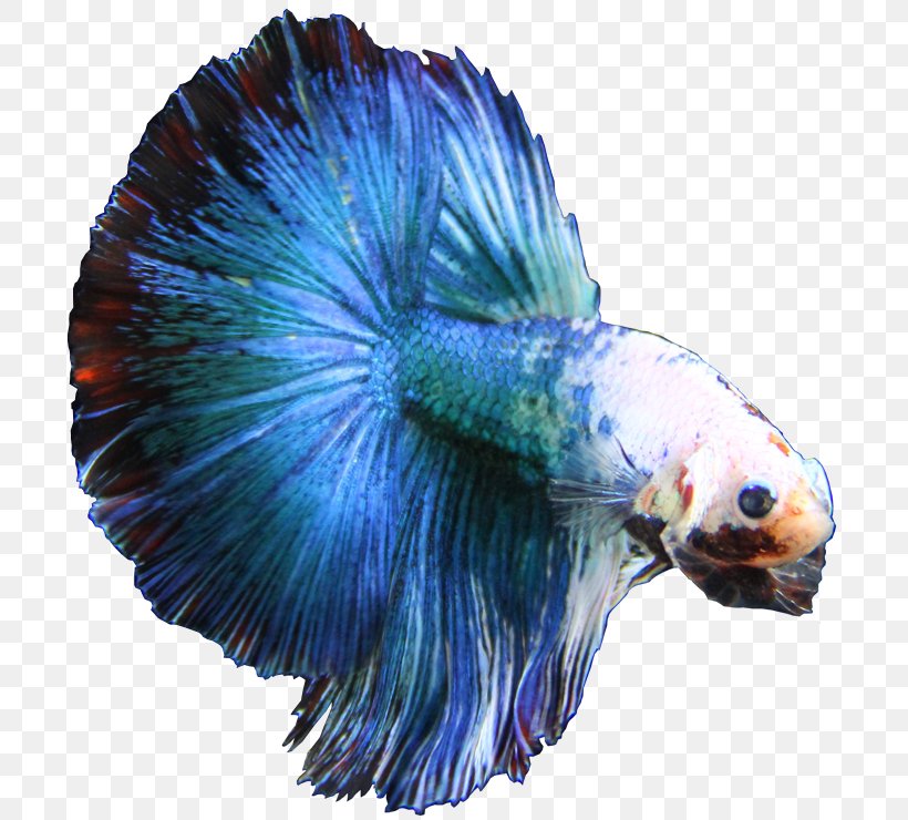Singapore Siamese Fighting Fish Breed Electric Blue, PNG, 719x740px, Singapore, Azure, Blue, Breed, Cobalt Blue Download Free