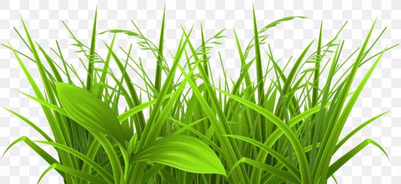 Clip Art Grasses Illustration Vector Graphics, PNG, 900x414px, Grasses, Aquarium Decor, Aquatic Plant, Chrysopogon Zizanioides, Grass Download Free