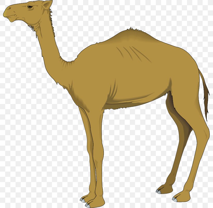 Dromedary Clip Art, PNG, 796x800px, Dromedary, Arabian Camel, Camel, Camel Like Mammal, Drawing Download Free