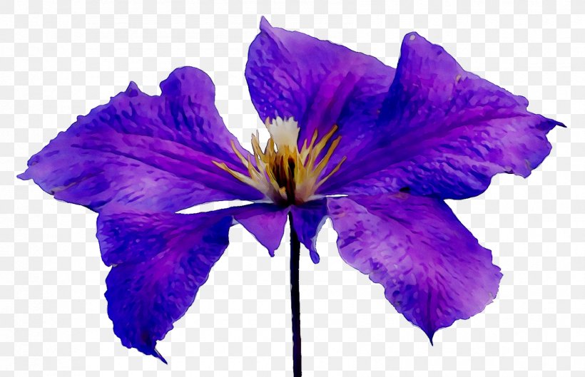 Lilac Violet Purple Blue Flower, PNG, 1699x1097px, Lilac, Blue, Clematis, Color, Color Term Download Free