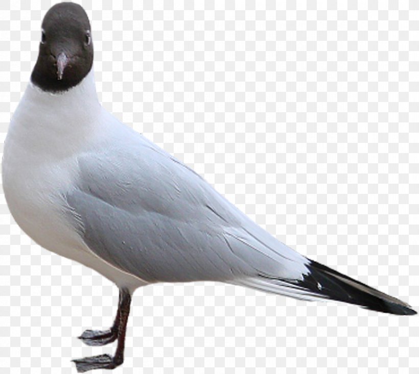 Seabird Gulls Shorebirds Beak, PNG, 1200x1074px, Bird, Animal, Beak, Charadriiformes, Fauna Download Free