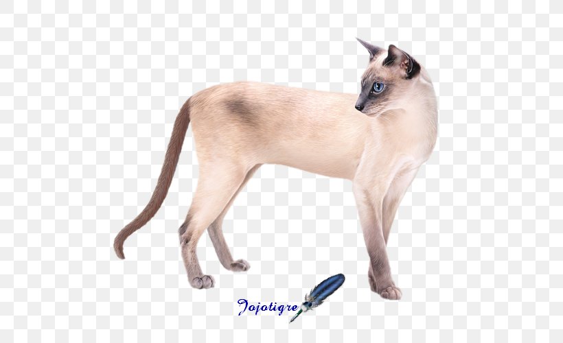 Siamese Cat Centerblog Cat Breed, PNG, 550x500px, Siamese Cat, Blog, Carnivoran, Cat, Cat Breed Download Free