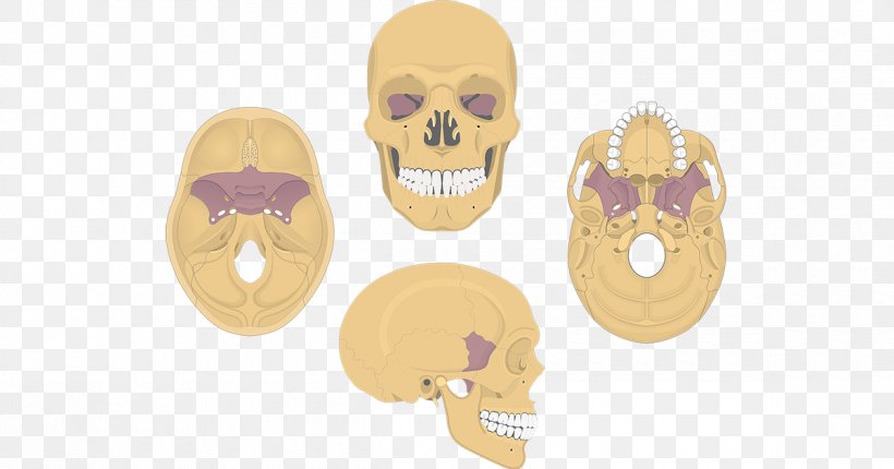 Sphenoid Bone Skull Anatomy Palatine Bone, PNG, 1200x630px, Bone, Anatomy, Between The Buried And Me, Cranial Nerves, Frontal Bone Download Free