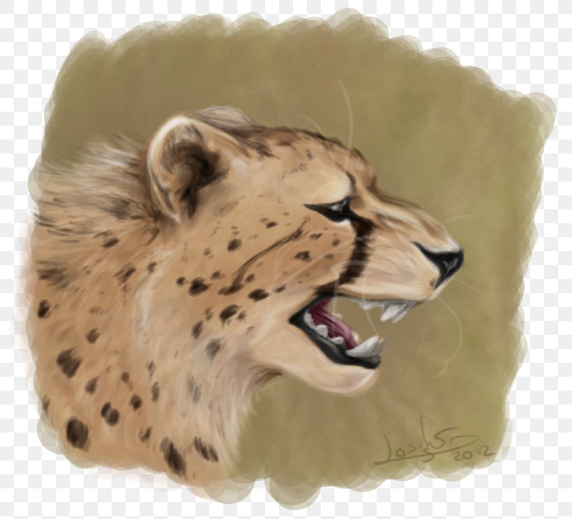 Cheetah Whiskers Cat Snout Fur, PNG, 800x744px, Cheetah, Animal, Big Cat, Big Cats, Carnivoran Download Free