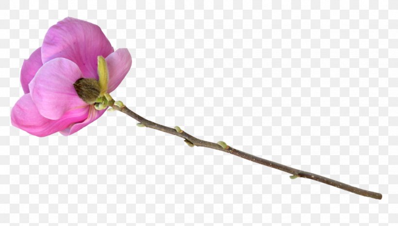 Cut Flowers Plant Stem Tulip Floral Design, PNG, 1024x582px, Flower, Art, Blossom, Branch, Bud Download Free
