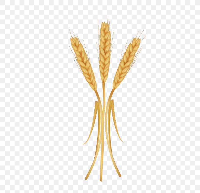 Emmer Einkorn Wheat Spelt PNG 461x793px Emmer Cereal Cereal Germ