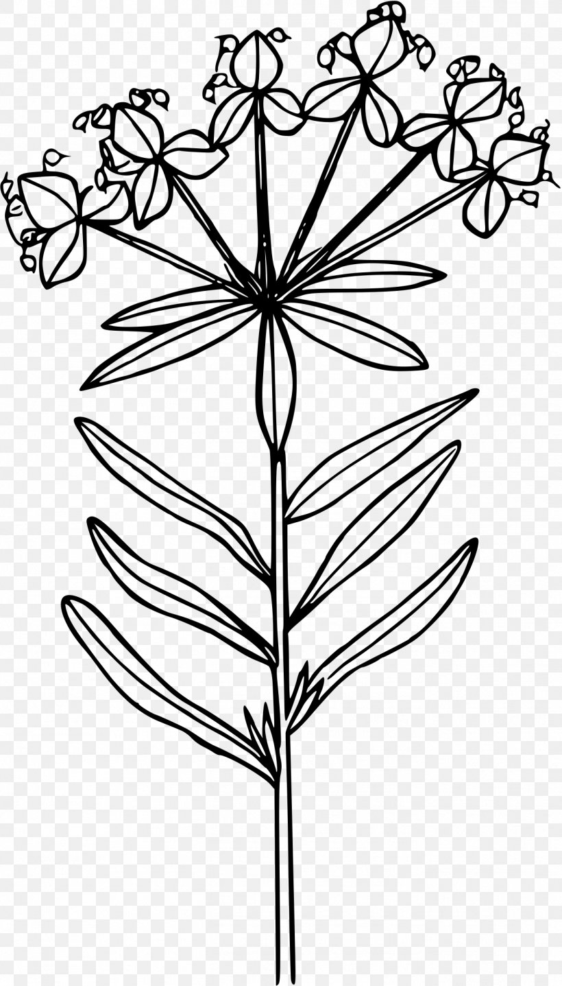 Euphorbia Esula Line Art Drawing Clip Art, PNG, 1369x2400px, Euphorbia Esula, Black And White, Branch, California Poppy, Drawing Download Free
