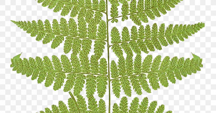 Frond Fern Clip Art Vascular Plant, PNG, 988x518px, Frond, Barnsley Fern, Burknar, Drawing, Fern Download Free