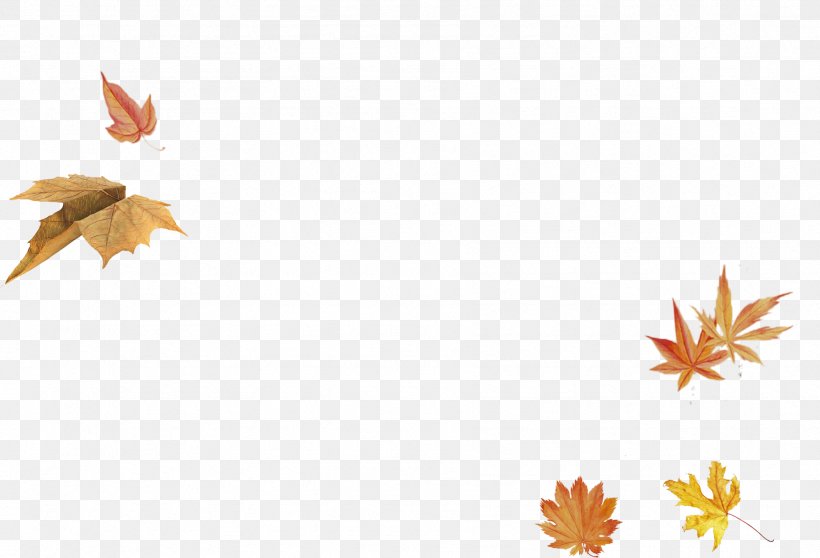 Maple Leaf, PNG, 1797x1224px, Maple Leaf, Autumn, Autumn Leaf Color, Banner, Leaf Download Free