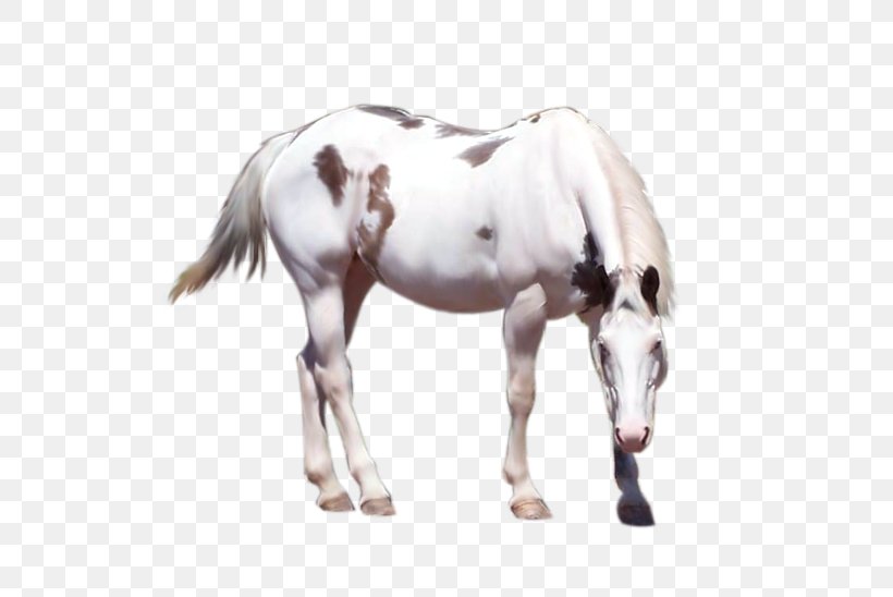 Mustang Mane Stallion American Paint Horse Mare, PNG, 573x548px, Mustang, American Paint Horse, Buckskin, Cutting, Gray Download Free