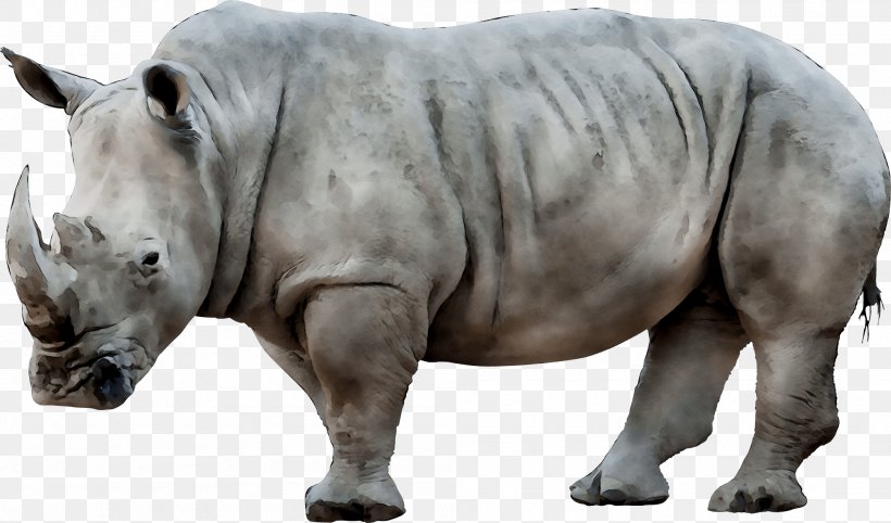 White Rhinoceros Image Transparency, PNG, 2000x1177px, Rhinoceros, Animal, Animal Figure, Black Rhinoceros, Horn Download Free