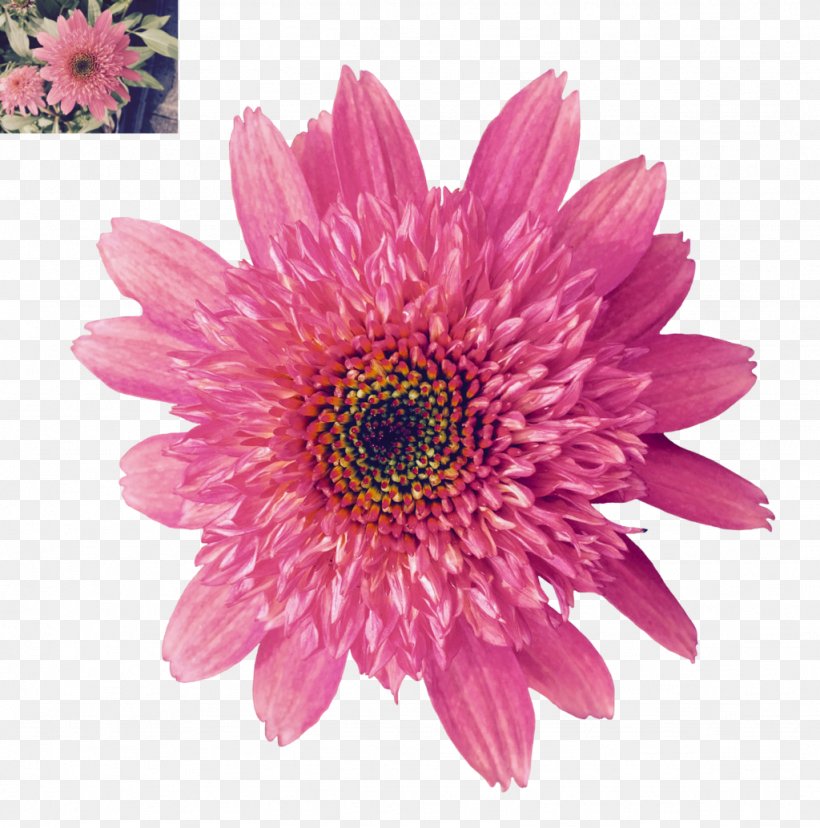 DeviantArt Flower Daisy Family, PNG, 1024x1034px, Art, Annual Plant, Art Museum, Artist, Aster Download Free