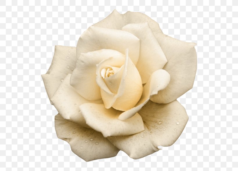 Garden Roses Fairy-Tale Flowers Clip Art, PNG, 600x592px, Garden Roses, Cut Flowers, Flower, Flowering Plant, Gardenia Download Free